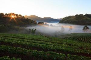 lever de soleil matinal brumeux dans le jardin de fraises à la montagne doi ang khang, chiangmai photo