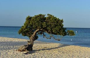 belles branches noueuses d'un arbre divi à aruba photo