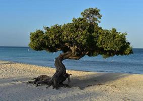 plage de sable blanc avec un arbre divi à aruba photo