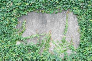 feuille verte sur le mur de béton photo