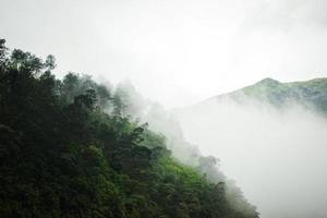 montagne sombre, forêt de pins avec brouillard photo