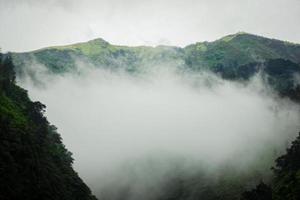 montagne sombre, forêt de pins avec brouillard photo