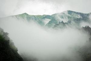 montagne sombre, forêt de pins avec brouillard photo