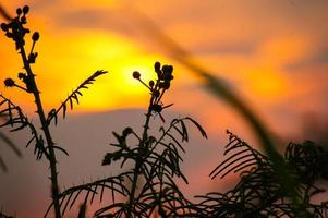 plantes sauvages au coucher du soleil photo