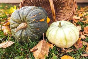 fond automnal. citrouilles d'automne d'automne dans un panier sur des feuilles d'automne séchées, jardin en plein air. octobre septembre fond d'écran changement de saisons concept d'aliments biologiques mûrs fête d'halloween jour de thanksgiving. photo