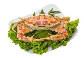 crabe bouilli sur la plaque et fond blanc photo