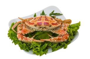 crabe bouilli sur la plaque et fond blanc photo