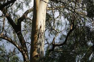 le tronc d'un grand arbre dans un parc de la ville. photo