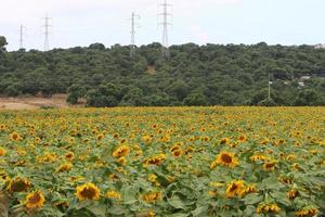 un tournesol mûrit sur un champ de ferme collective en israël. photo