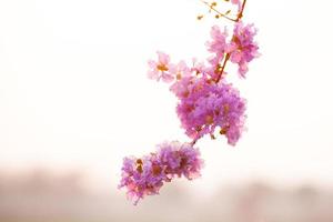 fleur de lagerstroemia floribunda photo