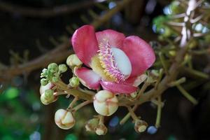 gros plan de fleurs de sel photo