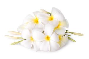 Fleur de frangipanier isolé sur fond blanc photo