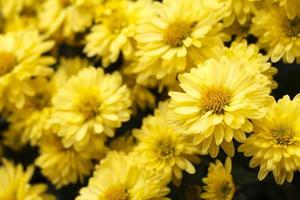 fleur jaune avec mise au point sélective photo