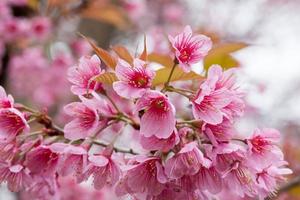 branche en gros plan avec des fleurs de sakura roses photo