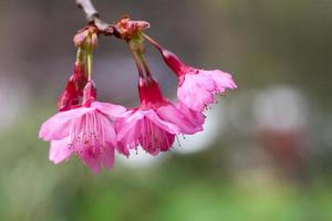 branche avec des fleurs de sakura roses. photo