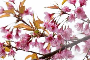 branche en gros plan avec des fleurs de sakura roses photo