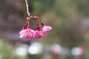 branche avec des fleurs de sakura roses. photo