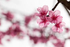 branche avec des fleurs de sakura roses. photo
