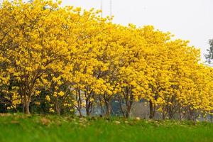 tabebuia chrysotricha fleurs jaunes photo