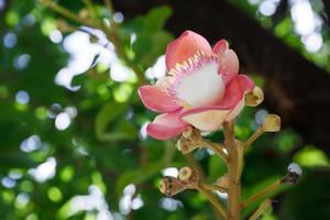 gros plan de fleurs de sel photo