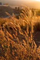 herbe de sétaires sous le soleil, mise au point sélective en gros plan photo