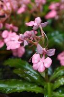 habenaria rhodocheila dans la cascade de mhundaeng au parc national de phu hin rong kla, phitsanulok, thaïlande. photo