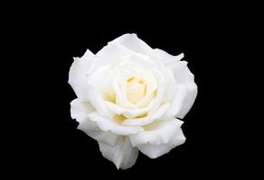 rose blanche unique photo