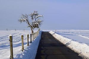 dans un paysage hivernal, une route sombre mène à travers la neige légère, à côté d'une clôture et d'un arbre fruitier nu, devant l'horizon et un ciel bleu avec des nuages photo