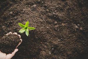 soins des mains sales planter des arbres dans la terre lors de la journée mondiale de l'environnement. jeune petite croissance de nouvelle vie verte sur le sol dans la nature écologique. la personne humaine cultive des semis et protège dans le jardin. notion agricole photo