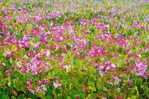 fleurs jardin parc nature fond photo premium