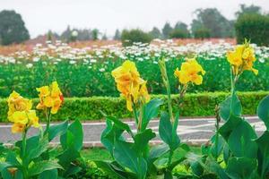 fleurs jardin parc nature fond photo premium