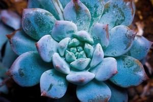 cactus plante macro gros plan photo premium