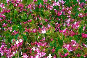 fleurs jardin parc nature fond photo premium