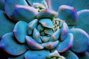 cactus plante macro gros plan photo premium