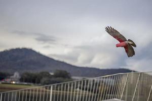 cacatoès volant au-dessus d'un fench photo