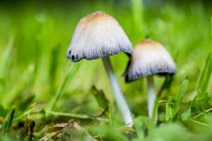 deux champignons de jardin entre l'herbe