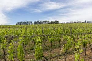 vignoble en été photo