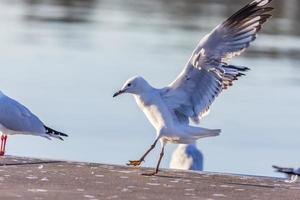 mouette au bord d'un lac photo