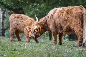 Bovins Highland on meadow photo