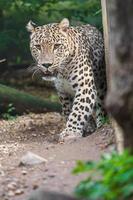 léopard persan au zoo photo