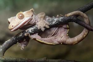 gecko à crête sur une branche