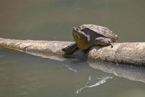 Tortue serpentine au soleil sur une bûche photo