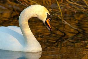 beau cygne sur l'eau du lac bleu en journée ensoleillée pendant l'été, cygnes sur l'étang, série nature photo