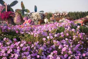 jardin miracle de dubaï photo