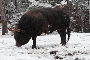 un gros taureau noir dans la neige s'entraînant à se battre dans l'arène. notion de tauromachie. mise au point sélective photo