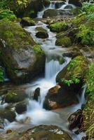 ruisseau en forêt photo