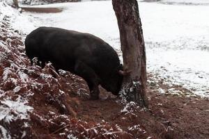 un gros taureau noir plante ses cornes dans le sol enneigé et s'entraîne à combattre dans l'arène. le concept de tauromachie. mise au point sélective photo
