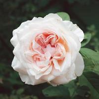 une fleur de rose rose clair clair fleurit dans le jardin sur un arrière-plan flou. photo