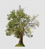 les arbres isolés sur fond transparent conviennent à la fois à l'impression et aux pages Web photo