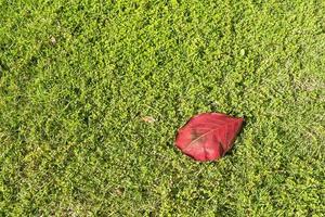 feuille rouge sur l'herbe. Feuille de tremble de couleur d'automne sur l'herbe photo